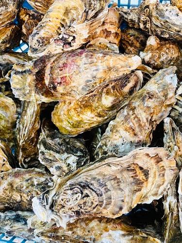 活牡蠣（生食）200gアップ/個30入約6kg(養殖)