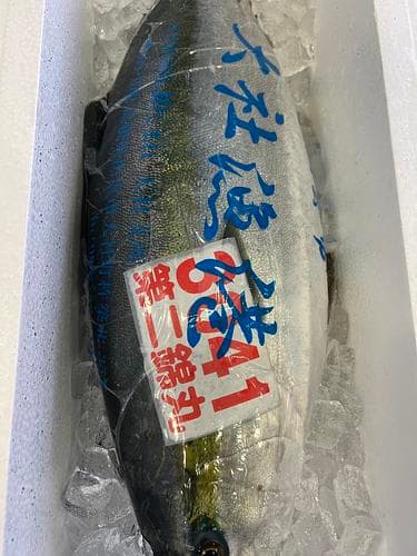 ブリ活〆8k前後1入約8kg(釣)