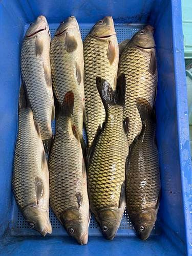 神経〆コイ500gup4入約3.2kg