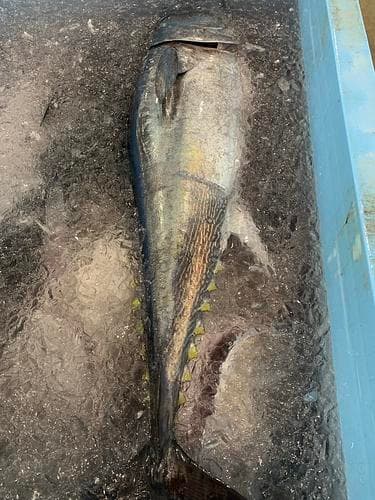神経〆ヨコワ（本鮪幼魚）(定置)