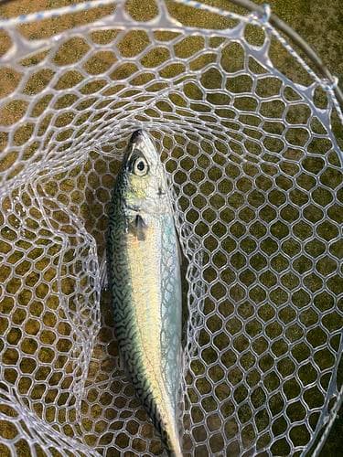 マサバ5入約3.2kg