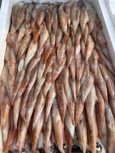 ヤリイカ(底曳)