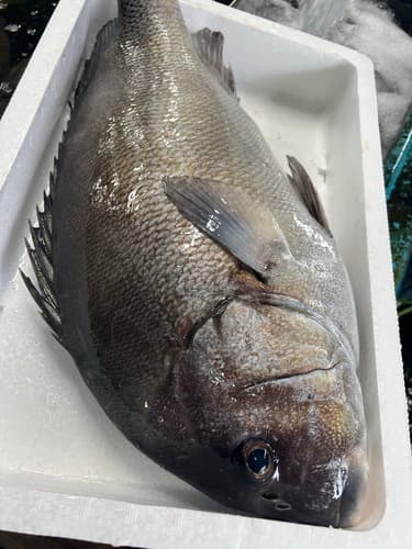 コショウダイ1入約4.8kg(定置)