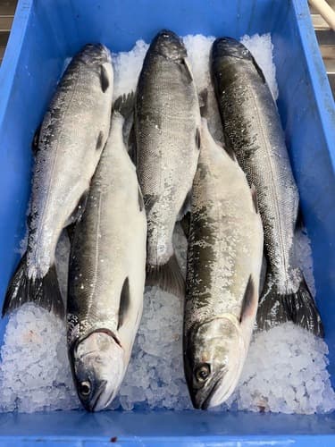 活〆ビワマス800gup5入約3.9kg