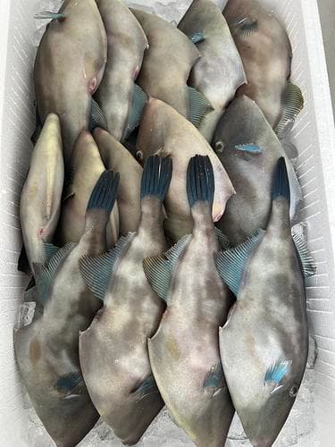 ウマヅラハギ14入約5.3kg