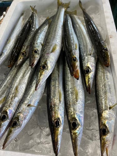 アカカマス14入約2kg(定置)