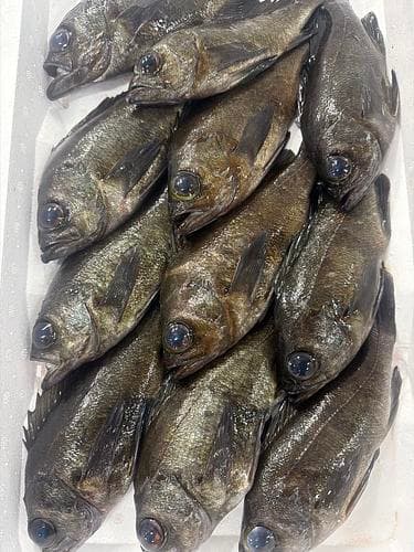 活〆メバル7入約2kg