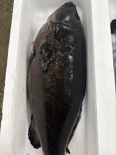 神経〆クエ(養殖)