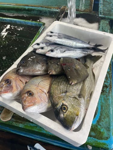 鮮魚BOX約4.9kg(定置)