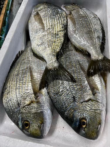 ヘダイ4入約4kg(定置)