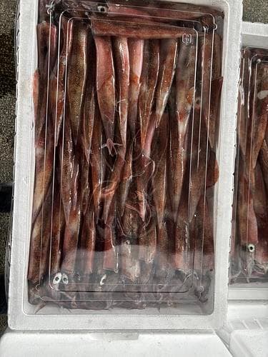 ヤリイカ(定置)