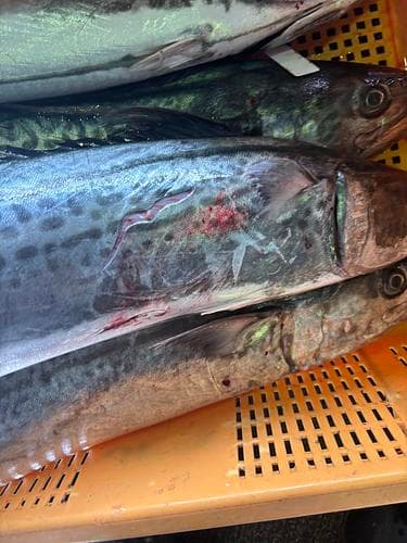 サワラキズ2-4入1匹2-6k物約8kg(定置)