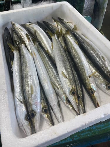 アカカマス20入約3.1kg(定置)