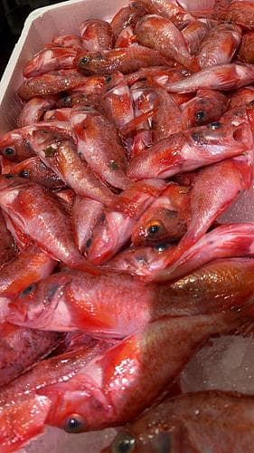 ユメカサゴバラ約5kg(底曳)