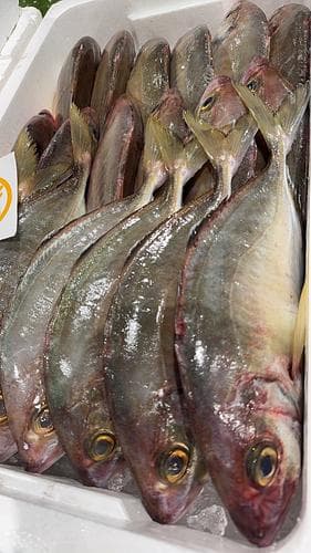 カイワリ18入約10kg