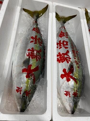 活〆ブリ(定置)