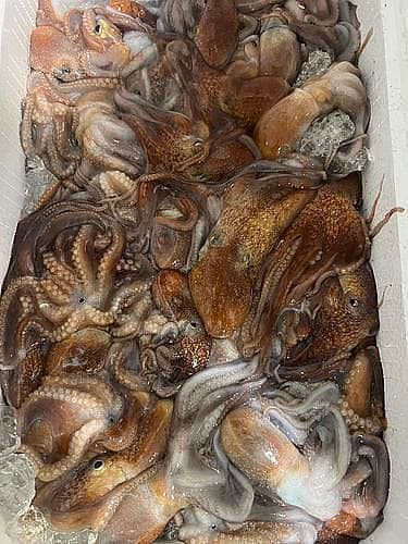 松葉ダコあれば約5.5kg(底曳)