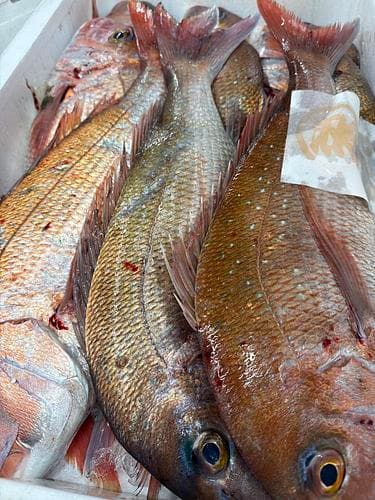 マダイ9入約10kg