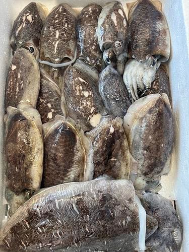 コウイカ＋カミナリイカ15入約5.1kg(定置)