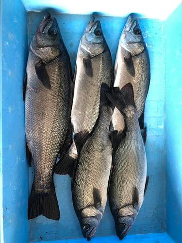 神経〆ヒラスズキ