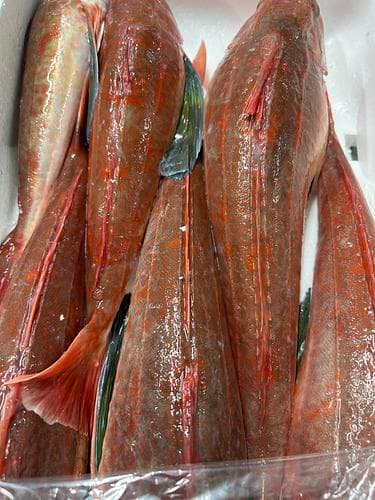 ホウボウ6入約1.9kg