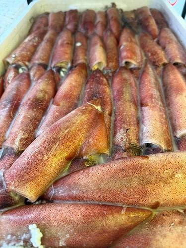 冷凍ケンサキイカ3段半約5kg