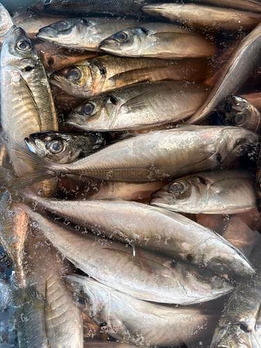 マアジ150〜180g約5kg(沿岸)