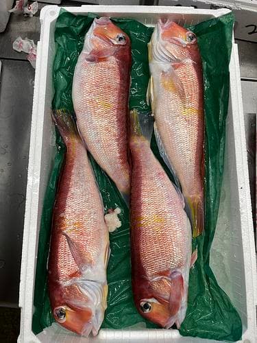 アマダイ(底曳)