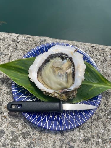 岩ガキ（養殖）