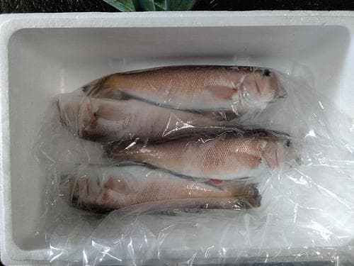 シロアマダイ(釣)