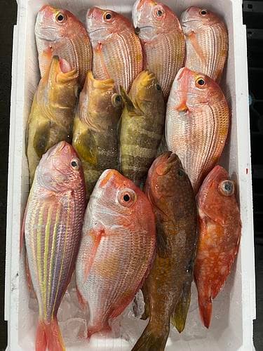 鮮魚BOX約3.9kg(釣)