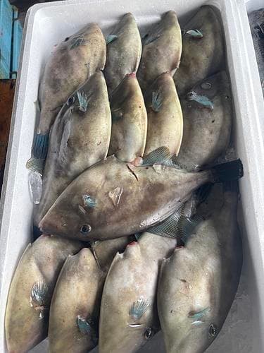 ウマヅラハギ13.15入約5kg(定置)