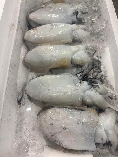 エゾハリイカ(沿岸)