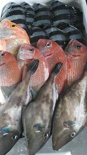 鮮魚BOX約4.8kg(定置)