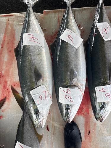 ブリ脂質15-18%1入約8.3kg(定置)