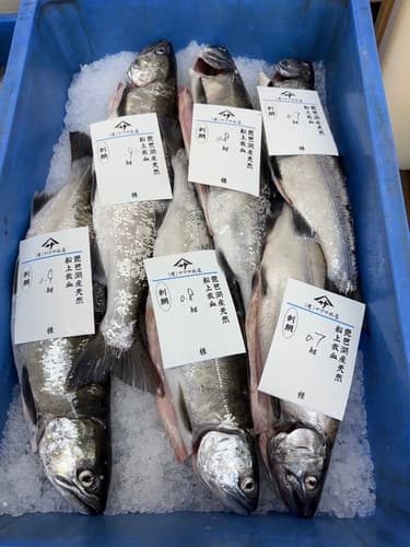 活〆ビワマス700gup6入約4.8kg