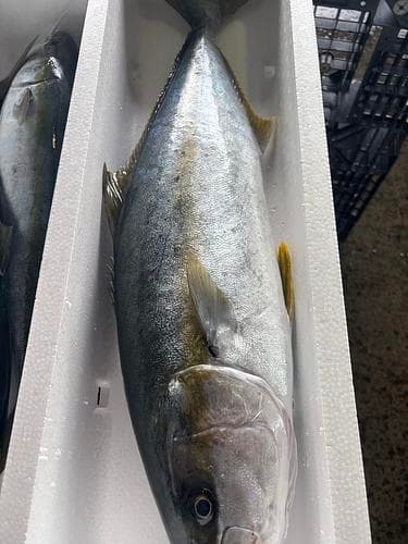 ヒラマサ7-8k台2入約7kg(釣)