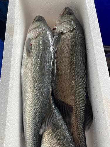 スズキ6-7k台2入約6.2kg(定置)