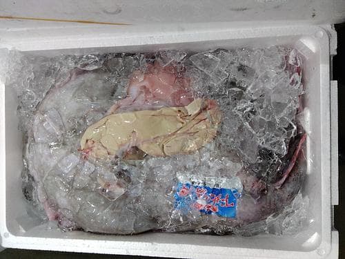 アンコウ(定置)