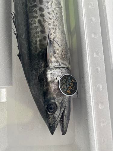 活〆サワラ(定置)