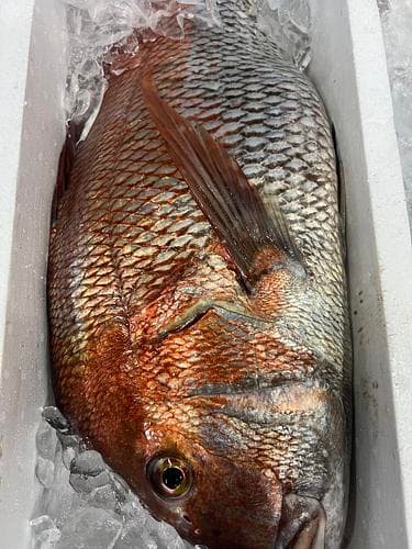 マダイ活〆特大1入約10.5kg