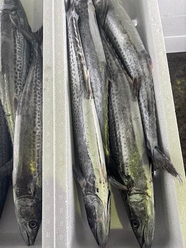 サワラ6-7k台4入約6kg