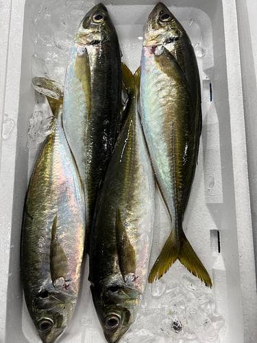 活〆平アジ8入約2kg