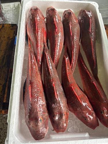 ホウボウ(定置)