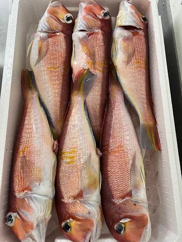 アマダイ6入約3.8kg