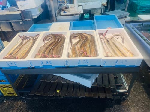 ハモ大〜中5入約5kg(底曳)