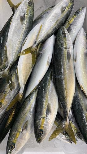 ツバス15尾前後約7kg