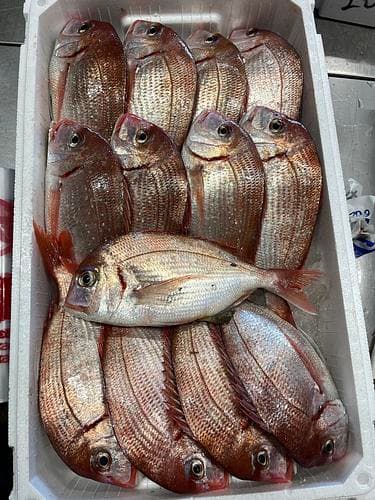 チダイ13入約5kg