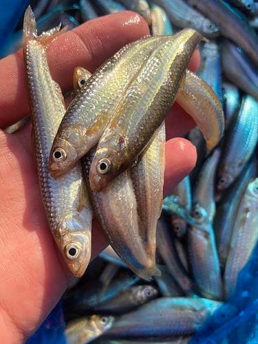 活〆ホンモロコ小(8cm程)約5kg