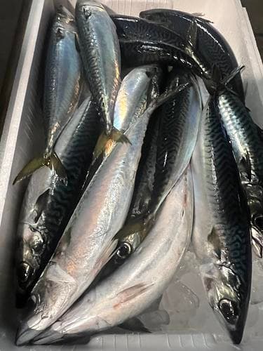 マサバ約400/500g12尾前後12入約5.5kg(巻網)